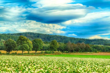 Merceksel bulut, nadir görülen bir atmosferik fenomen. Polonya, Wroclaw yakınlarındaki Slezanski Peyzaj Parkı. 2019 Eylül 'ünün son günlerinde dağlarda güneşli bir gün..