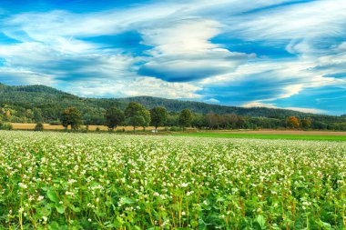 Merceksel bulut, nadir görülen bir atmosferik fenomen. Polonya, Wroclaw yakınlarındaki Slezanski Peyzaj Parkı. 2019 Eylül 'ünün son günlerinde dağlarda güneşli bir gün..