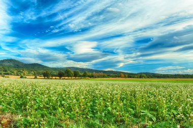 Merceksel bulut, nadir görülen bir atmosferik fenomen. Polonya, Wroclaw yakınlarındaki Slezanski Peyzaj Parkı. 2019 Eylül 'ünün son günlerinde dağlarda güneşli bir gün..
