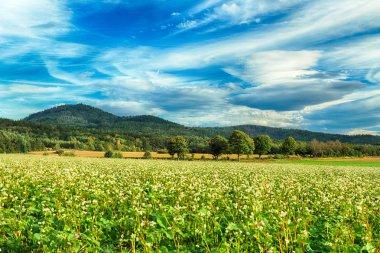 Merceksel bulut, nadir görülen bir atmosferik fenomen. Polonya, Wroclaw yakınlarındaki Slezanski Peyzaj Parkı. 2019 Eylül 'ünün son günlerinde dağlarda güneşli bir gün..