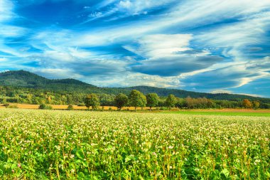 Merceksel bulut, nadir görülen bir atmosferik fenomen. Polonya, Wroclaw yakınlarındaki Slezanski Peyzaj Parkı. 2019 Eylül 'ünün son günlerinde dağlarda güneşli bir gün..