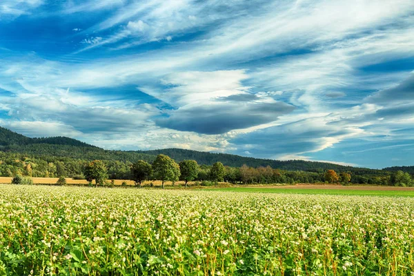 Lenticular Cloud Ett Sällsynt Atmosfäriskt Fenomen Slezanski Landscape Park Nära — Stockfoto