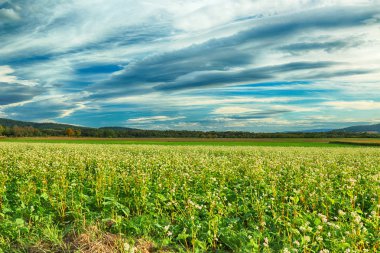 Polonya, Wroclaw yakınlarındaki Slezanski Peyzaj Parkı. Eylül 'ün son günlerinde dağlarda güneşli bir gün.