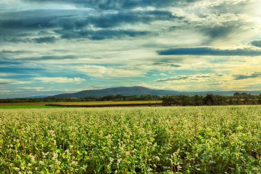 Polonya, Wroclaw yakınlarındaki Slezanski Peyzaj Parkı. Eylül 'ün son günlerinde dağlarda güneşli bir gün.