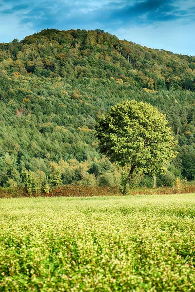 Slezanski Landscape Park Біля Вроцлава Польща Сонячний День Горах Останні — стокове фото