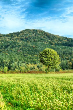 Polonya, Wroclaw yakınlarındaki Slezanski Peyzaj Parkı. Eylül 'ün son günlerinde dağlarda güzel bir gün.