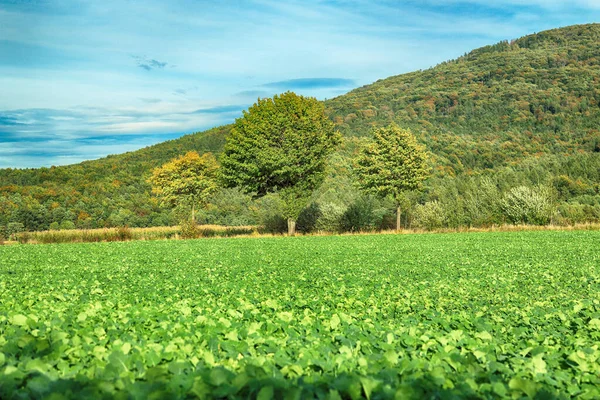 Polonya, Wroclaw yakınlarındaki Slezanski Peyzaj Parkı. Eylül 'ün son günlerinde dağlarda güzel bir gün.