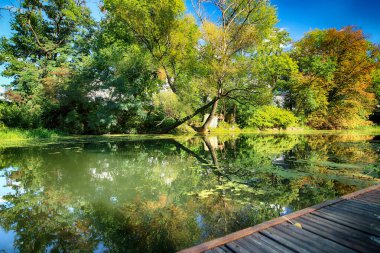 Wroclaw, Polonya - Ekim 06, 2019: Wroclaw, Polonya 'da Olawa Nehri. Güneşli bir günde güzel bir sonbahar manzarası. Şehirde vahşi, el değmemiş doğa..