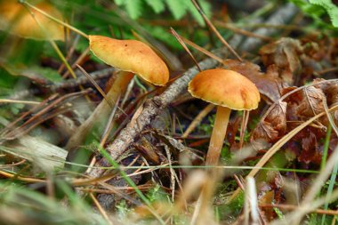Sonbahar orman mantarları sahnesi. Wroclaw, Polonya yakınlarındaki sonbahar ormanında mantarlar.