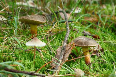 Sonbahar orman mantarları sahnesi. Wroclaw, Polonya yakınlarındaki sonbahar ormanında mantarlar.