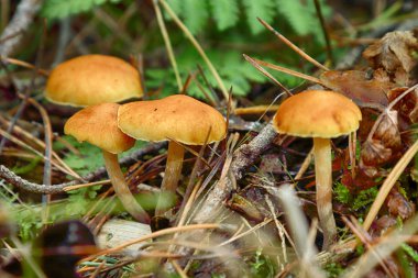 Sonbahar orman mantarları sahnesi. Wroclaw, Polonya yakınlarındaki sonbahar ormanında mantarlar.