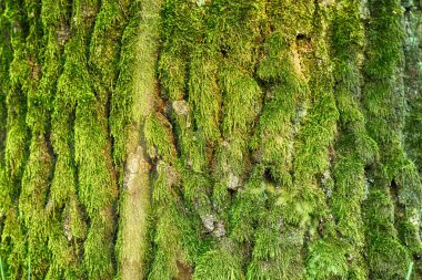 Ağaç gövdesi yosun arkaplan dokusuyla kaplanmış.