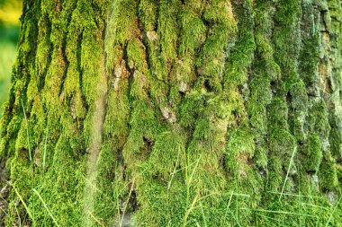 Ağaç gövdesi yosun arkaplan dokusuyla kaplanmış.