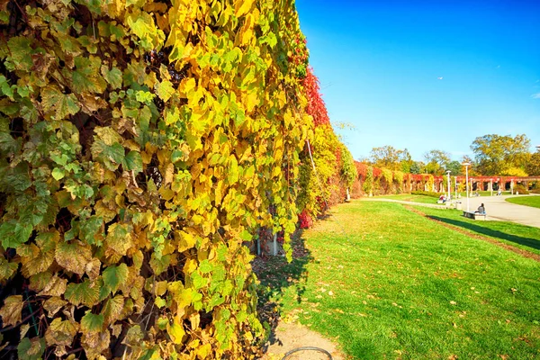 Wroclaw Polen Oktober 2019 Pergola 640 Meter Lång Konstruktion Byggd — Stockfoto