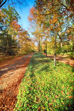 Wroclaw, Polonya - 18 Ekim 2019: Szczytnicki Parkı, Polonya 'nın Wroclaw kentindeki Pergola ve Centennial Hall yakınlarında yer almaktadır. Polonya 'nın altın sonbaharında güzel doğa.