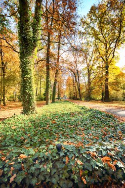 Wroclaw, Polonya - 18 Ekim 2019: Szczytnicki Parkı, Polonya 'nın Wroclaw kentindeki Pergola ve Centennial Hall yakınlarında yer almaktadır. Polonya 'nın altın sonbaharında güzel doğa.