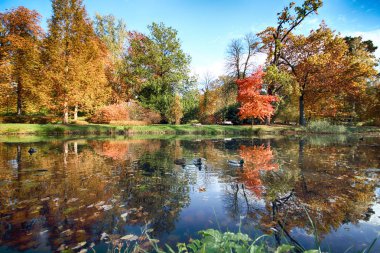 Wroclaw, Polonya - 18 Ekim 2019: Szczytnicki Parkı, Polonya 'nın Wroclaw kentindeki Pergola ve Centennial Hall yakınlarında yer almaktadır. Polonya 'nın altın sonbaharında güzel doğa.