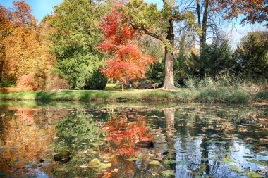 Wroclaw, Polonya - 18 Ekim 2019: Szczytnicki Parkı, Polonya 'nın Wroclaw kentindeki Pergola ve Centennial Hall yakınlarında yer almaktadır. Polonya 'nın altın sonbaharında güzel doğa.