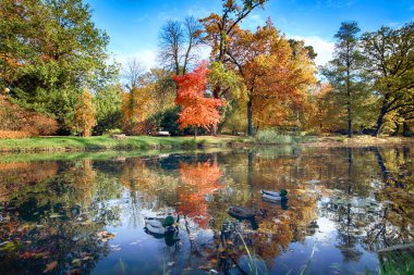 Wroclaw, Polonya - 18 Ekim 2019: Szczytnicki Parkı, Polonya 'nın Wroclaw kentindeki Pergola ve Centennial Hall yakınlarında yer almaktadır. Polonya 'nın altın sonbaharında güzel doğa.