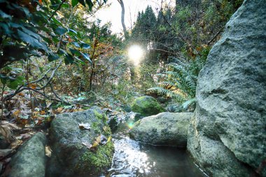 Wroclaw, Polonya - 18 Ekim 2019: Japon Bahçesi, Polonya 'nın Wroclaw kentinde bulunan Pergola ve Centennial Hall yakınlarında yer almaktadır. 1913 'teki Dünya Fuarı' ndan sonraki izleri temsil ediyor..