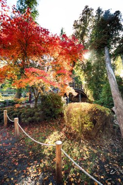 Wroclaw, Polonya - 18 Ekim 2019: Japon Bahçesi, Polonya 'nın Wroclaw kentinde bulunan Pergola ve Centennial Hall yakınlarında yer almaktadır. 1913 'teki Dünya Fuarı' ndan sonraki izleri temsil ediyor..