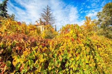 Wroclaw, Polonya - 18 Ekim 2019: Szczytnicki Parkı, Polonya 'nın Wroclaw kentindeki Pergola ve Centennial Hall yakınlarında yer almaktadır. Polonya 'nın altın sonbaharında güzel doğa.