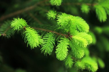 Genç ladin dalları. Taze yeşil kozalaklı dallar.