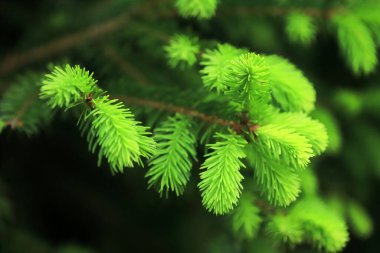 Genç ladin dalları. Taze yeşil kozalaklı dallar.