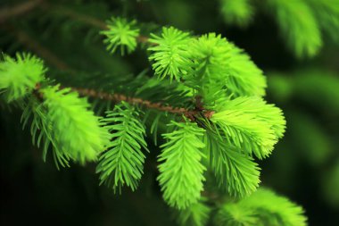 Genç ladin dalları. Taze yeşil kozalaklı dallar.