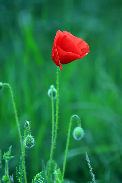 Червоний Мак Красивий Зелений Луг Червоною Квіткою Кінці Травня — стокове фото