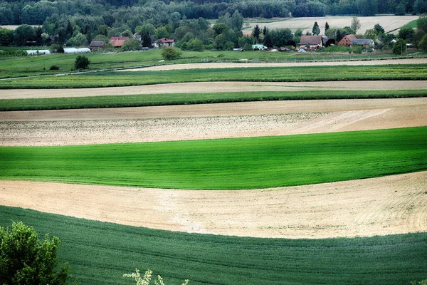 Wroclaw Polen Mai 2020 Schöne Grüne Wiesen Ende Mai Blick — Stockfoto