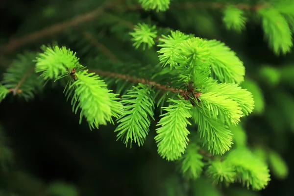 Junge Fichtenzweige Frische Grüne Nadelbaumzweige — Stockfoto