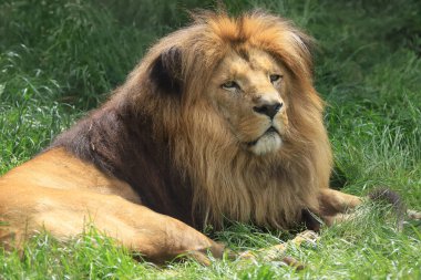WROCLAW, POLAND - Haziran 09, 2020: Angolan aslanı (Panthera leo melanochaita). Wroclaw, Polonya Hayvanat Bahçesi.