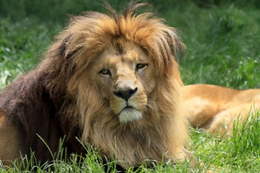 WROCLAW, POLAND - Haziran 09, 2020: Angolan aslanı (Panthera leo melanochaita). Wroclaw, Polonya Hayvanat Bahçesi.