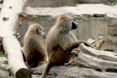 WROCLAW, POLAND - Haziran 09, 2020: Sarı babun (Papio cynocephalus), Afrika 'nın Sahra' nın güneyinde bulunan eski dünya maymunudur. Wroclaw, Polonya Hayvanat Bahçesi.