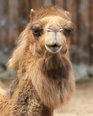 WROCLAW, POLAND - 09 Haziran 2020: Bu dromedary, Somali devesi (Camelus dromedarius) olarak da bilinir. Deve türünün en uzun olanıdır. Wroclaw, Polonya Hayvanat Bahçesi.
