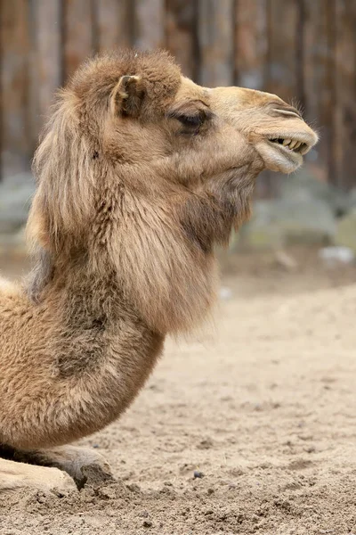 Wroclaw Poland Haziran 2020 Dromedary Somali Devesi Camelus Dromedarius Olarak — Stok fotoğraf