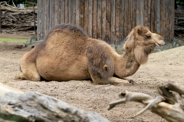 Wroclaw Poland Haziran 2020 Dromedary Somali Devesi Camelus Dromedarius Olarak — Stok fotoğraf