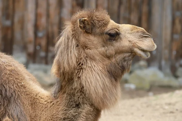 Wroclaw Polsko Června 2020 Dromedár Nazývaný Také Somálský Velbloud Camelus — Stock fotografie