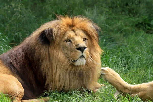 Wroclaw Poland June 2020 Angolan Lion Panthera Leo Melanochaita Zoo — Stock Photo, Image