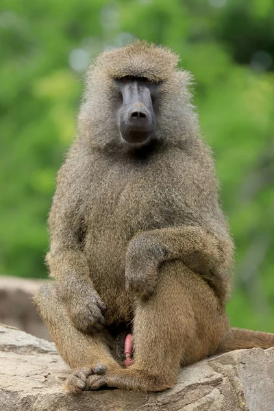 Wroclaw Poland June 2020 Yellow Baboon Papio Cynocephalus Old World — Stock Photo, Image