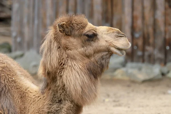 Wroclaw Polsko Června 2020 Dromedár Nazývaný Také Somálský Velbloud Camelus — Stock fotografie