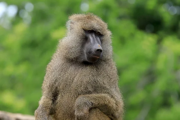 Wroclaw Pologne Juin 2020 Babouin Jaune Papio Cynocephalus Est Singe — Photo