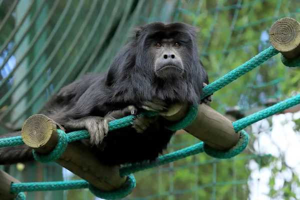 Wroclaw Polonia Junio 2020 Aullador Negro Alouatta Caraya Una Especie —  Fotos de Stock