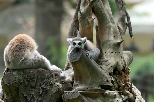 Wroclaw Polonia Junio 2020 Lémur Cola Anillada Lemur Catta Lémur —  Fotos de Stock