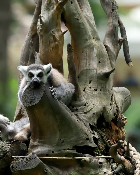 Wroclaw Polonia Junio 2020 Lémur Cola Anillada Lemur Catta Lémur —  Fotos de Stock