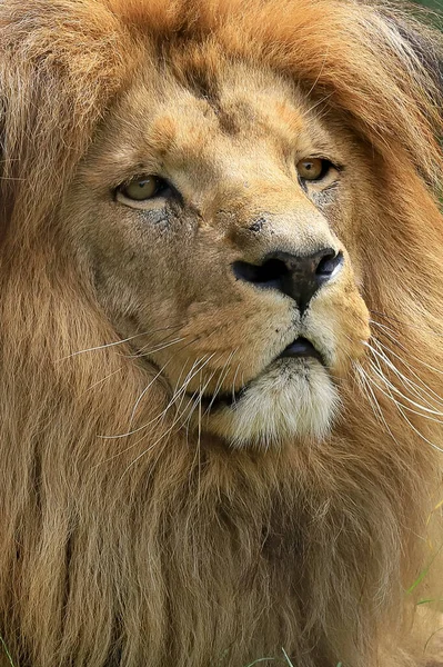 Wroclaw Poland June 2020 Angolan Lion Panthera Leo Melanochaita Zoo — Stock Photo, Image