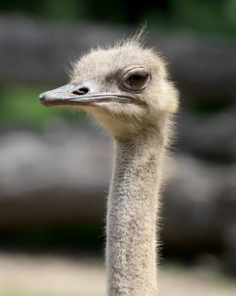 Wroclaw Poland June 2020 Common Ostrich Struthio Camelus Найбільший Птах — стокове фото