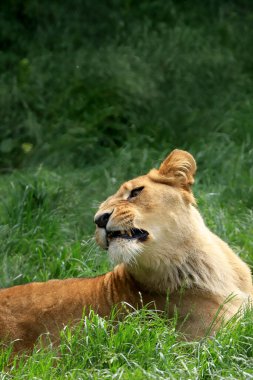 WROCLAW, POLAND - Haziran 09, 2020: Angolan aslanı (Panthera leo melanochaita). Wroclaw, Polonya Hayvanat Bahçesi.