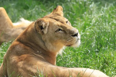 WROCLAW, POLAND - Haziran 09, 2020: Angolan aslanı (Panthera leo melanochaita). Wroclaw, Polonya Hayvanat Bahçesi.